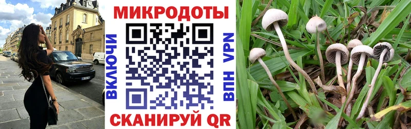 Галлюциногенные грибы Psilocybe  Ковров 
